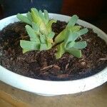 Cheiridopsis denticulata Hoja