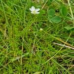 Sagina nodosa Flower