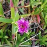 Carpobrotus acinaciformis Flor