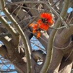 Erythrina caffra Цвят