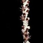 Euterpe oleracea Flower