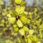 Ulmus glabra Плод