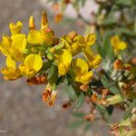 Acmispon dendroideus Çiçek