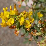 Acmispon dendroideus Fiore