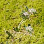 Trifolium saxatile Іншае