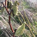 Asclepias syriaca Fruit