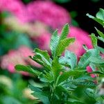 Rhododendron luteum Blatt