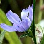 Cichorium endivia Flower