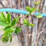 Rosa spinosissimaFeuille