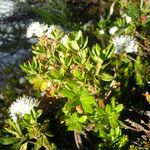 Rhododendron columbianum Hábito