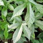 Cecropia peltata Leaf