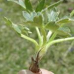Ranunculus montanus Лист