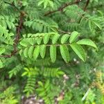 Rosa roxburghii Leaf