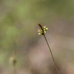 Carex montana Λουλούδι