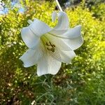 Lilium longiflorumFlor