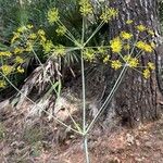 Thapsia foetida Fiore