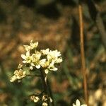 Micranthes virginiensis Flower