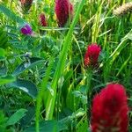 Trifolium incarnatumFlower