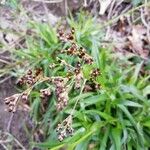 Juncus pygmaeus Virág