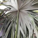 Borassus aethiopum Φύλλο