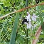 Stachys floridana Blomst