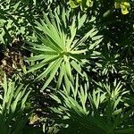 Euphorbia esula Leaf