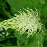 Phyteuma spicatum Květ