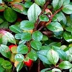 Cotoneaster microphyllus 葉