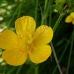 Ranunculus acris Blüte