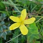 Hypericum richeriFlower