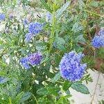 Ceanothus thyrsiflorusLorea