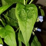 Mertensia paniculata Hoja