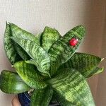 Sansevieria trifasciataBlad