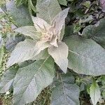 Verbascum densiflorumLeaf