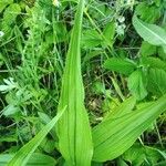 Cephalanthera longifolia List