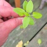 Origanum vulgareFuelha