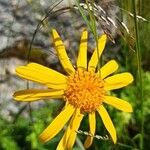 Arnica montanaപുഷ്പം