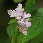 Lantana involucrata Žiedas