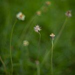 Tridax procumbens Fiore