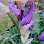 Iris pallida Kwiat