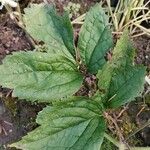 Clematis virginiana Leaf