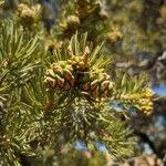 Pinus edulis Fruto