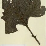 Ocotea tabacifolia 葉