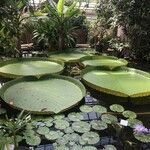 Victoria amazonica Yaprak