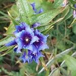 Gentiana asclepiadeaBlomma