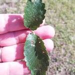 Zelkova carpinifoliaLeaf