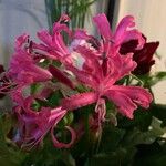 Nerine sarniensis Flor