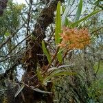 Epidendrum oxysepalum Hábito