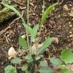 Turritis brassica Habitatea