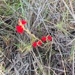 Striga asiatica Flower